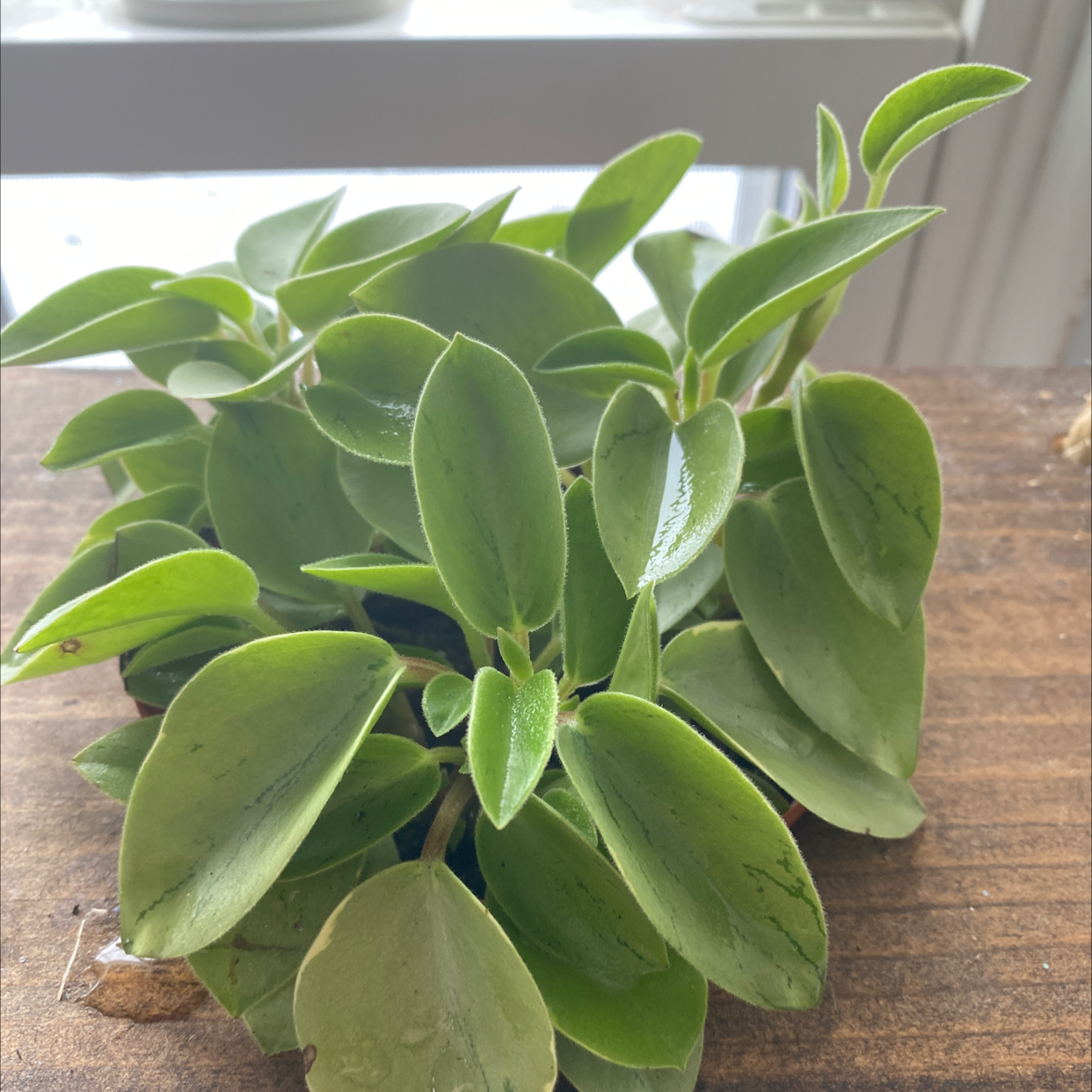Teardrop Peperomia plant with healthy green leaves on a wooden surface.