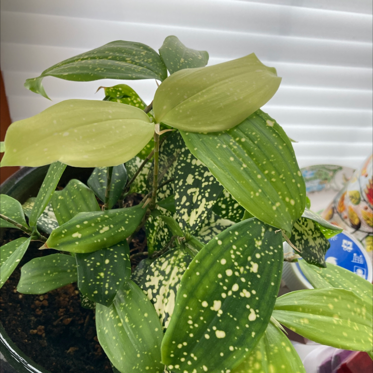 Healthy Gold Dust Dracaena plant with vibrant green leaves spotted with yellow speckles, growing in a decorative pot.