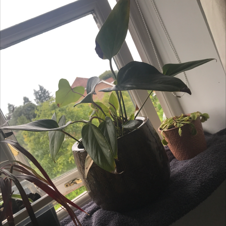 Monstera plant photo by Benajamim named My Monstera deliciosa on Greg, the plant care app.