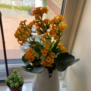 Florist Kalanchoe plant photo by @blossoms named petilil on Greg, the plant care app.