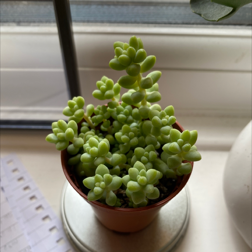 Burro's Tail plant photo by @blossoms named cottonee on Greg, the plant care app.