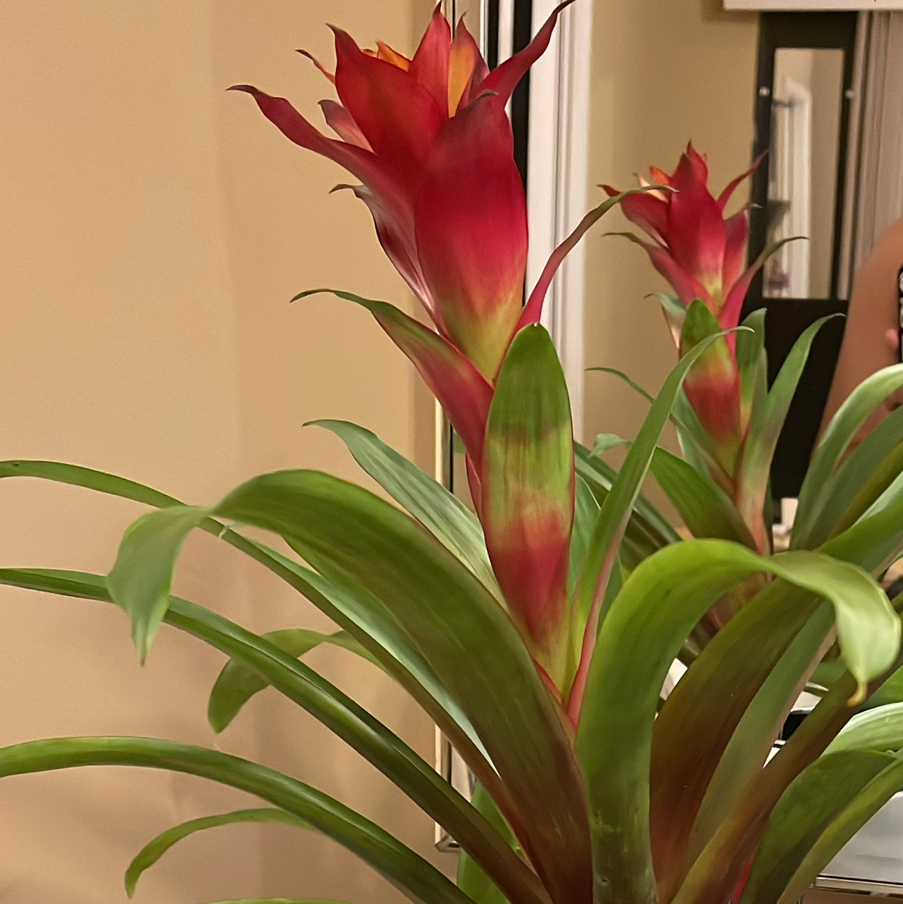 Bromeliad plant with vibrant red and green leaves, appearing healthy and flowering.