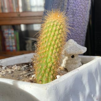 Spiny pincushion cactus plant in Omaha, Nebraska