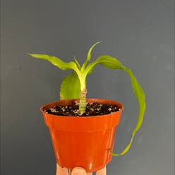 Dracaena 'Lisa' plant
