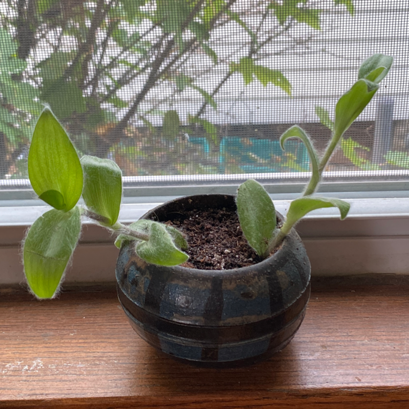 Photo of the plant species Kitten Ears by @angi named Fancy Pants on Greg, the plant care app