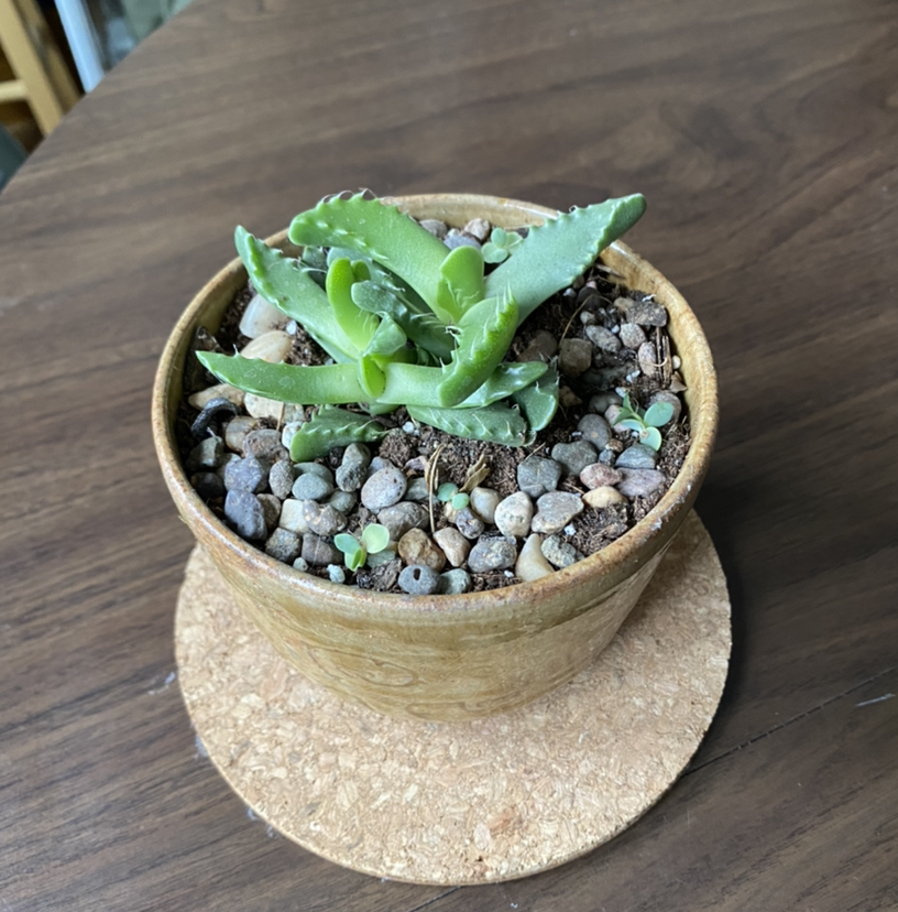 Potted Tiger's Jaw succulent with green leaves and visible soil.