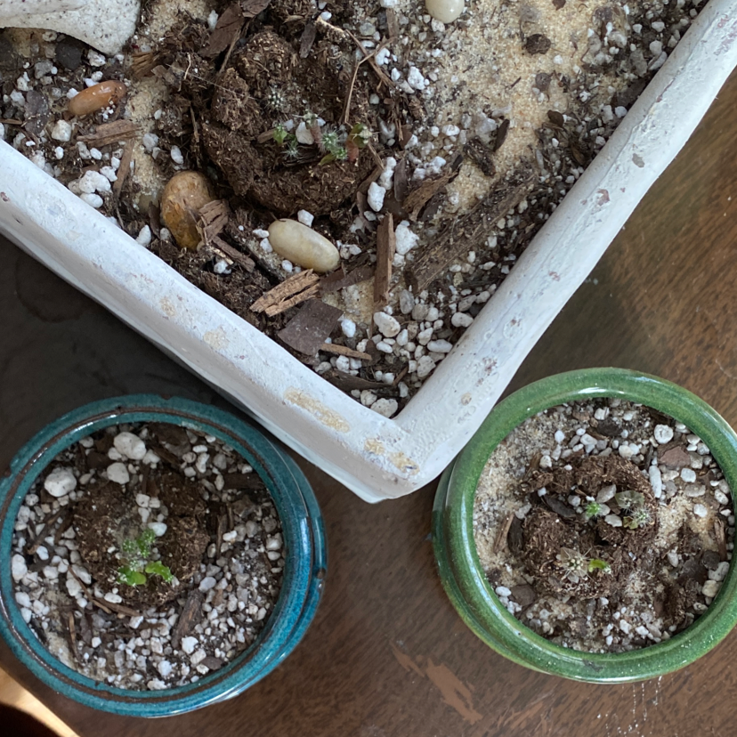 Three small potted Simpson Hedgehog Cactus plants with dense white spines, some browning on the stems, planted in well-draining soil mix.