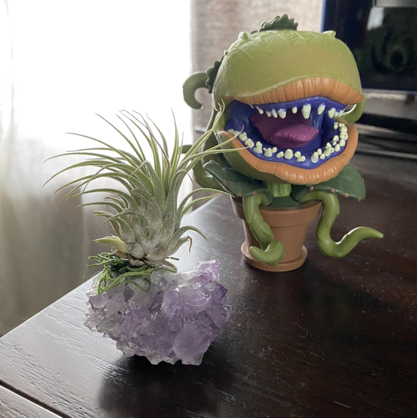 Spreading Airplant (Tillandsia recurvata) on a purple crystal with a toy plant in the background.