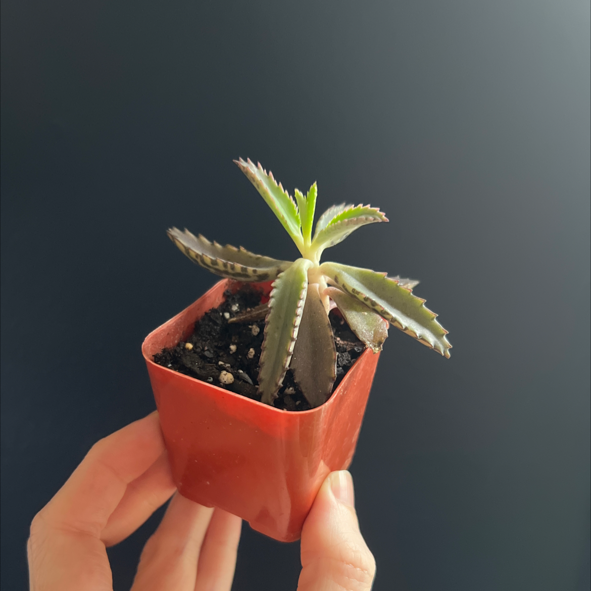 Kalanchoe 'Pink Butterflies' plant in a red pot held by a hand.
