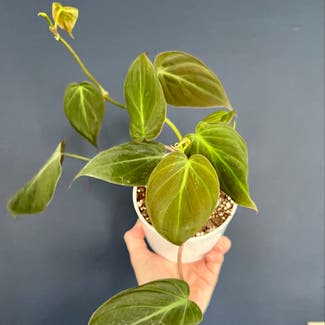 Philodendron Micans plant in Omaha, Nebraska