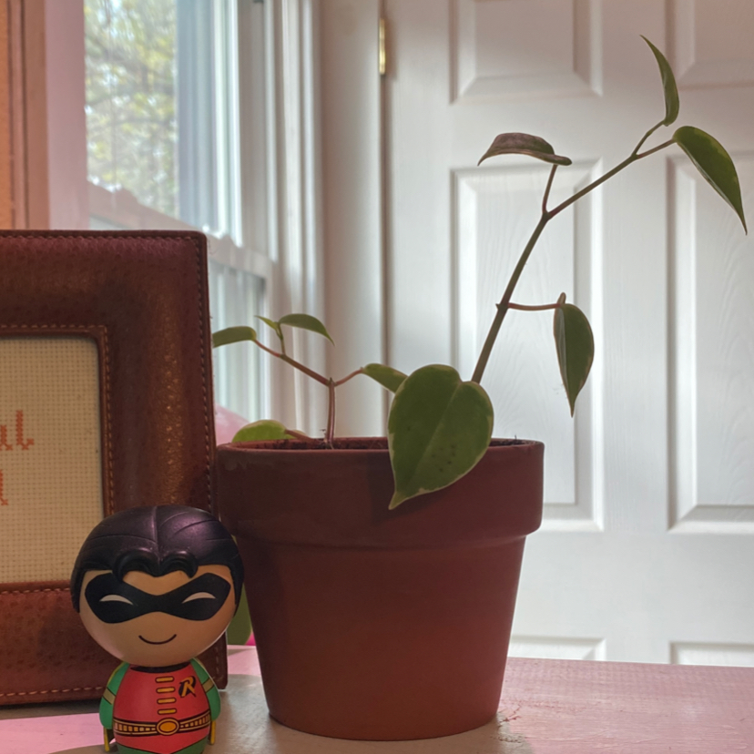 A healthy Vining Peperomia plant with round green leaves trails from a red pot near a window.