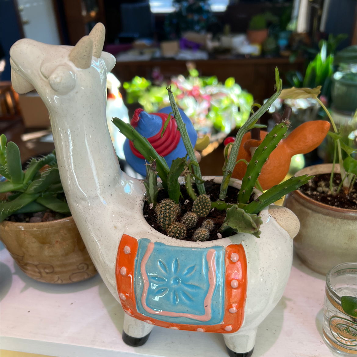 Dog Tail Cactus in a decorative llama-shaped pot with other plants in the background.