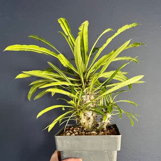Madagascar Palm plant in Omaha, Nebraska
