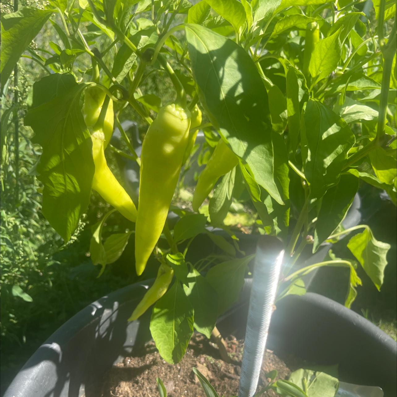Banana pepper plant with several peppers growing, healthy green leaves, and visible soil.