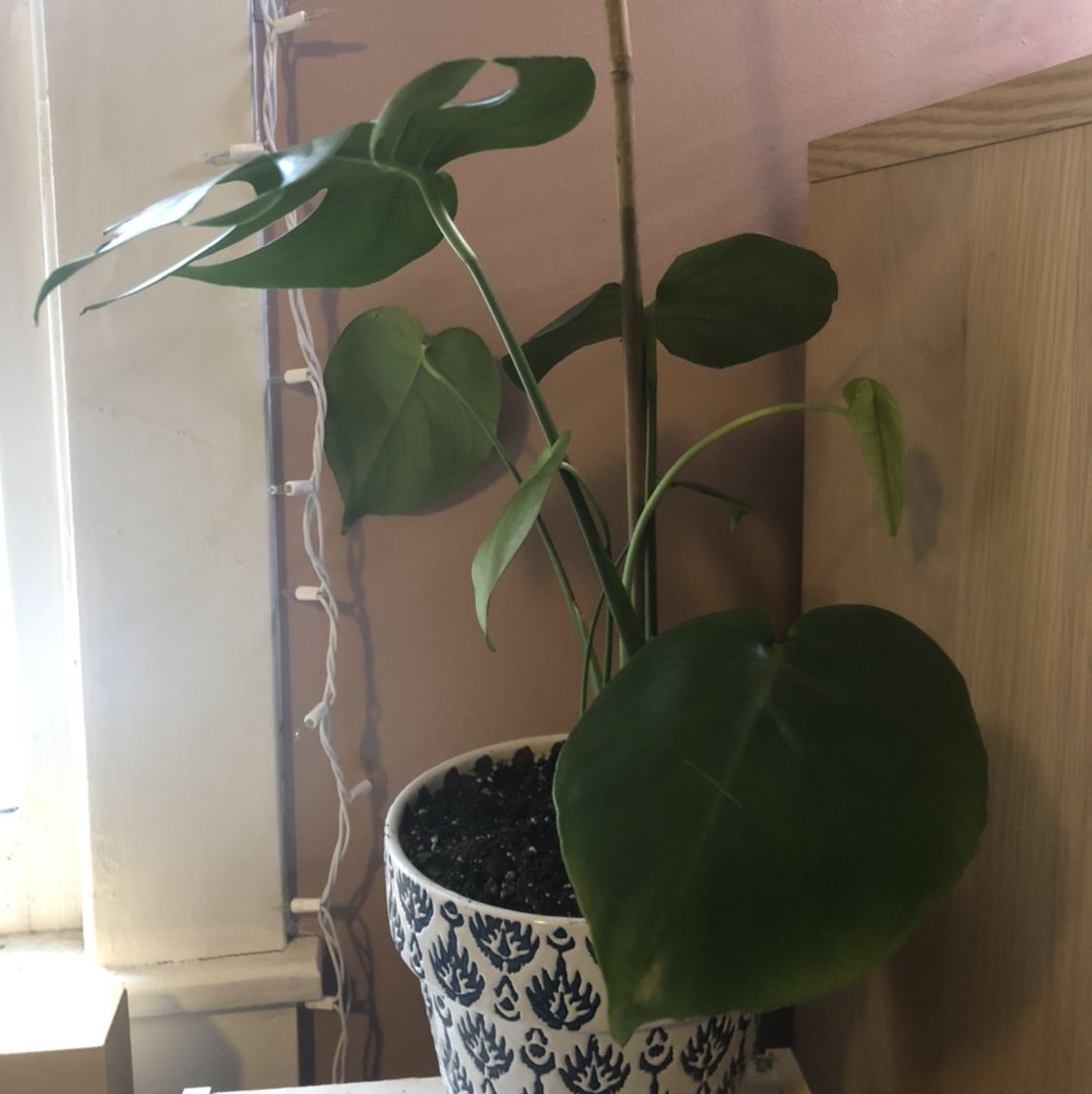 Plant care for Philodendron Jose Bueno Fiesta on Greg, the plant care app