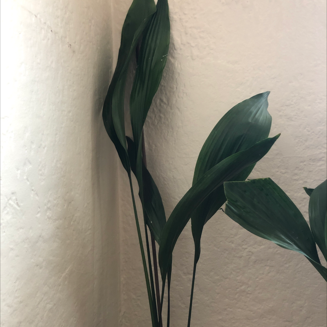 Cast Iron Plant with long, dark green leaves against a plain wall.