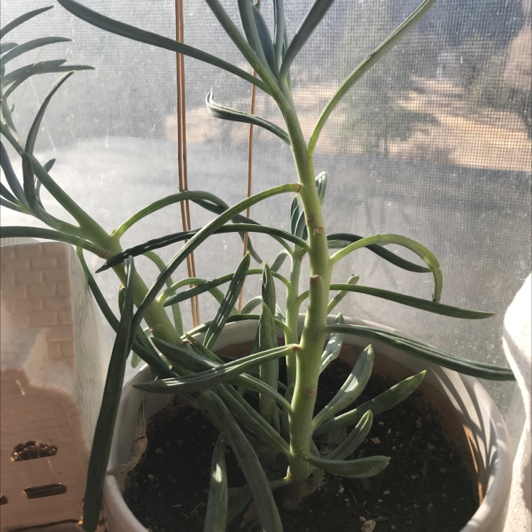 Potted Narrow-Leaf Chalk Sticks plant near a window, healthy with visible soil.
