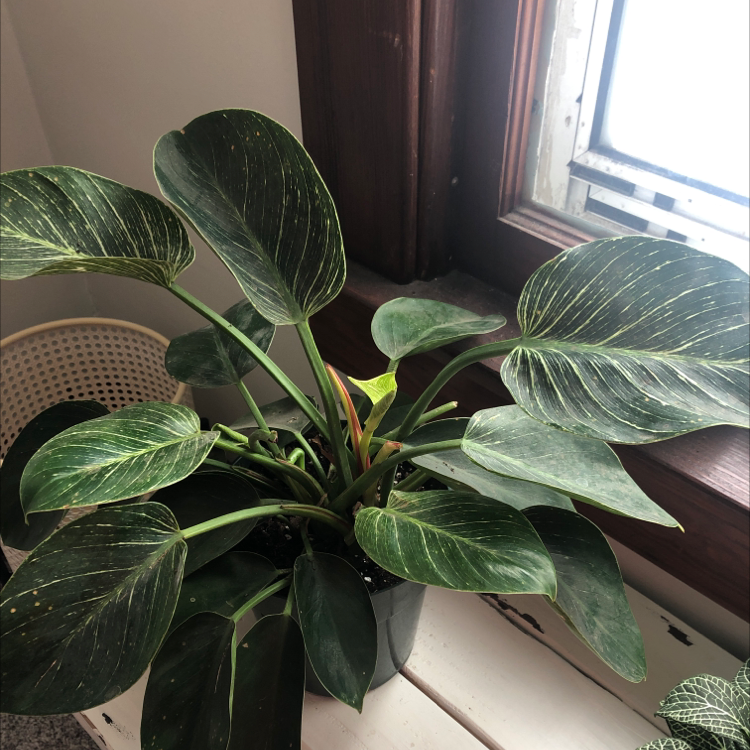 Philodendron Birkin plant with dark green leaves and white variegation near a window.