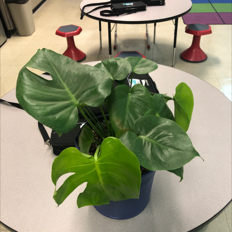 Healthy Monstera deliciosa plant with large glossy green leaves sitting on a table with red toadstool ornaments.