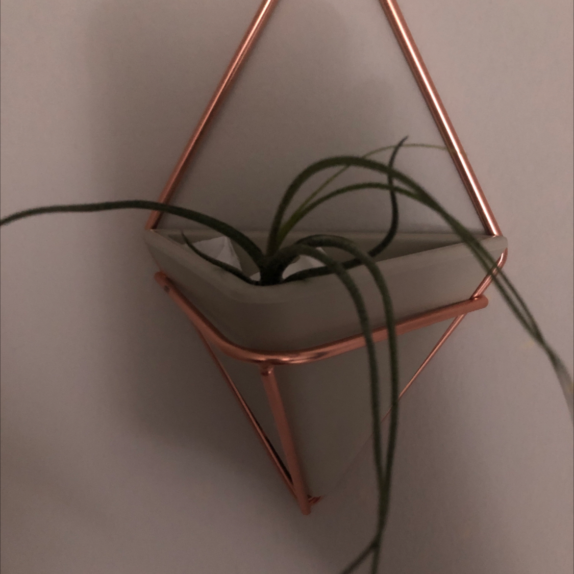 Medusa Head Air Plant in a geometric hanging planter.
