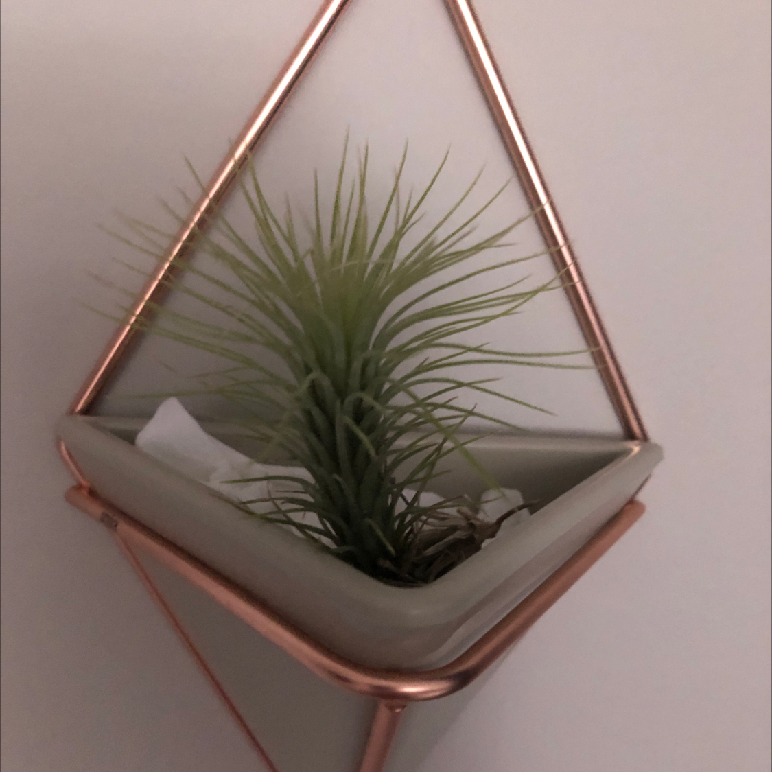 Fishbone Air Plant in a modern geometric planter, healthy and well-framed.