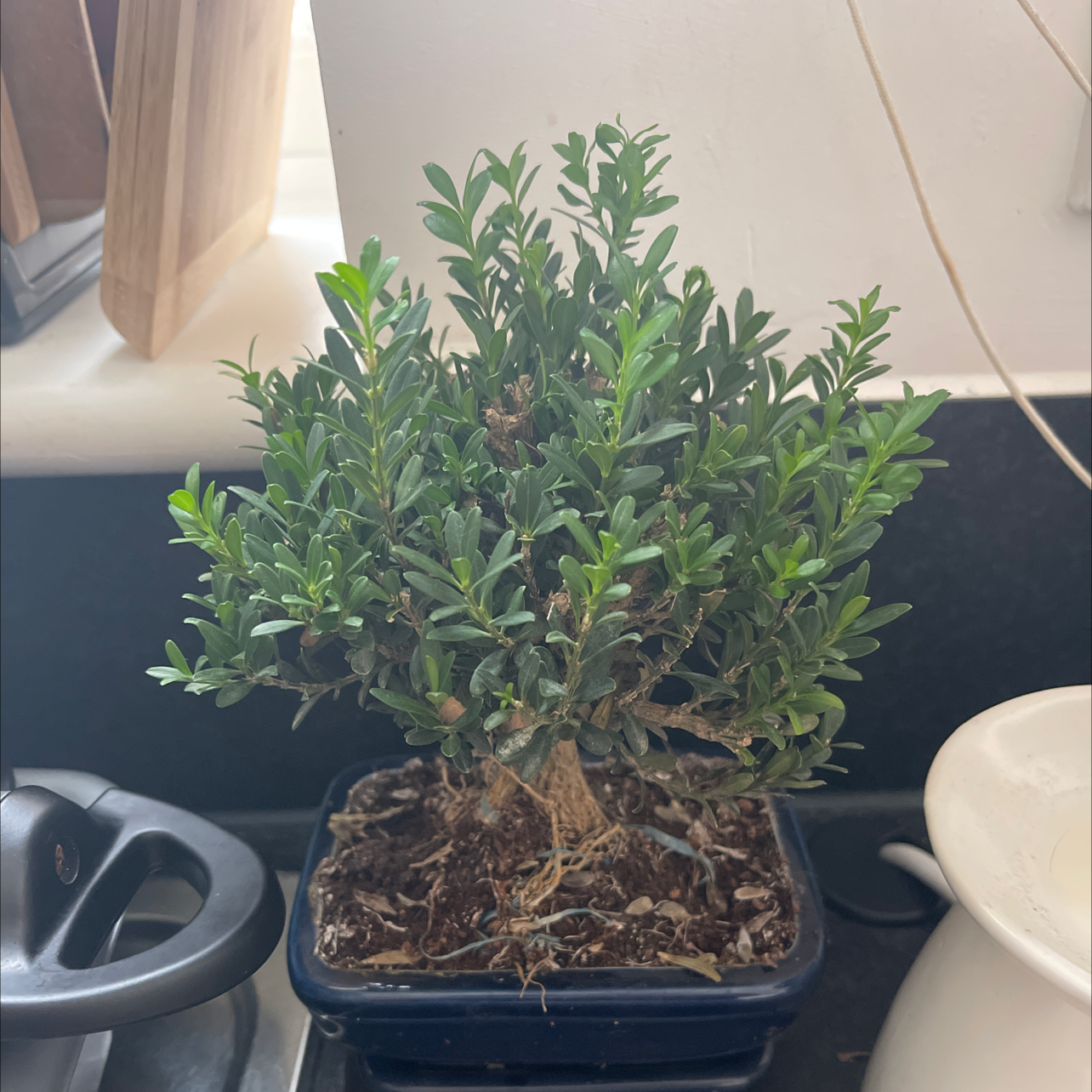 Healthy young common boxwood plant in a plastic growing tray with vibrant green oval leaves and visible roots and soil.