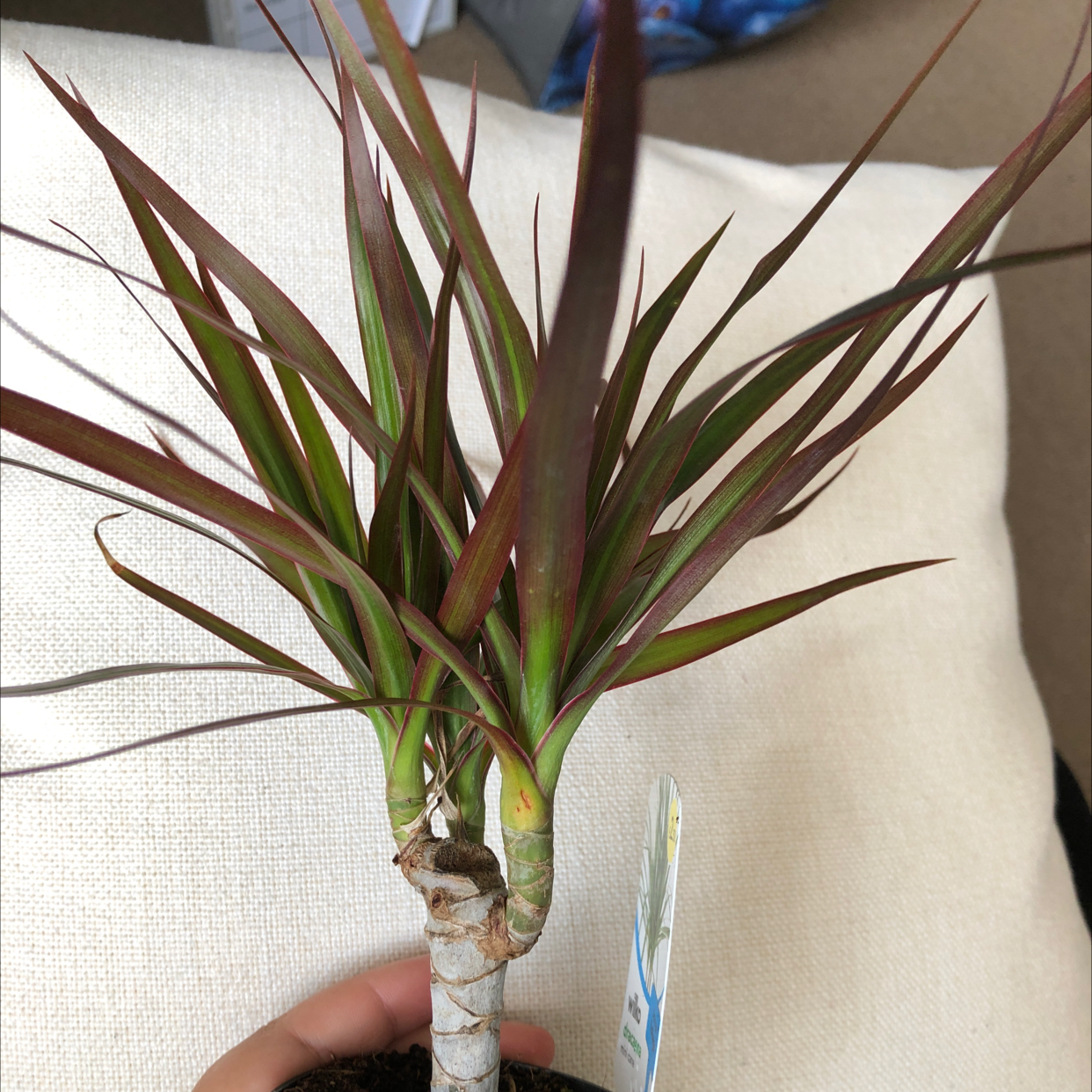 Dracaena 'Ray of Sunshine' plant with green and reddish leaves, healthy appearance.