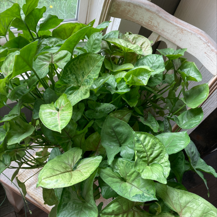 Arrowhead Plant plant photo by Kendall named Eva on Greg, the plant care app.