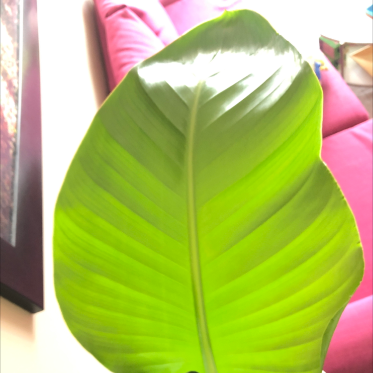 White Bird of Paradise plant photo by Colotte named Oh na na! on Greg, the plant care app.