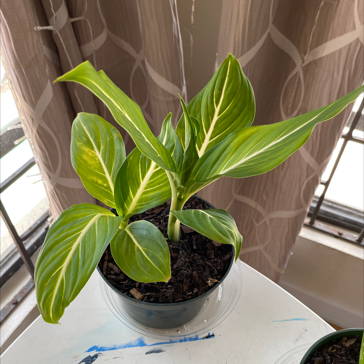Photo of the plant species Sterling Dieffenbachia by @ariagoudie named Emerson on Greg, the plant care app