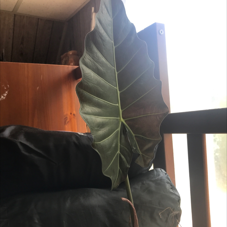 Image of a New Guinea Shield plant leaf indoors, with no visible health issues.
