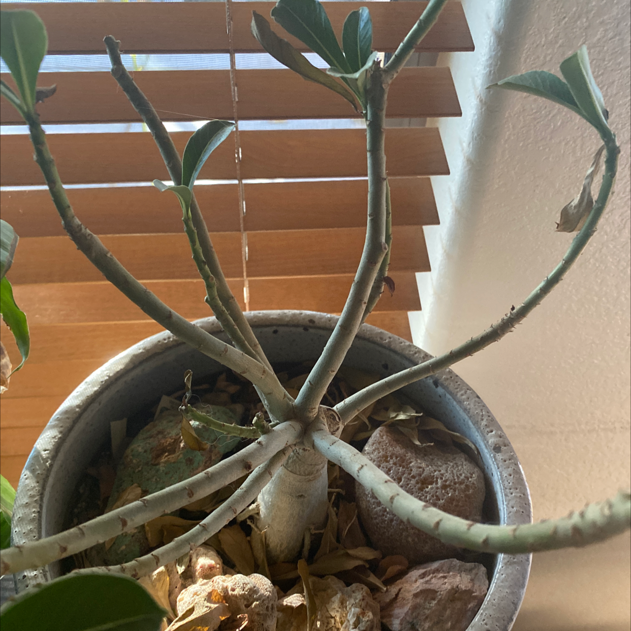 Desert Rose Plant in a pot near a window with visible soil and some leaf browning.