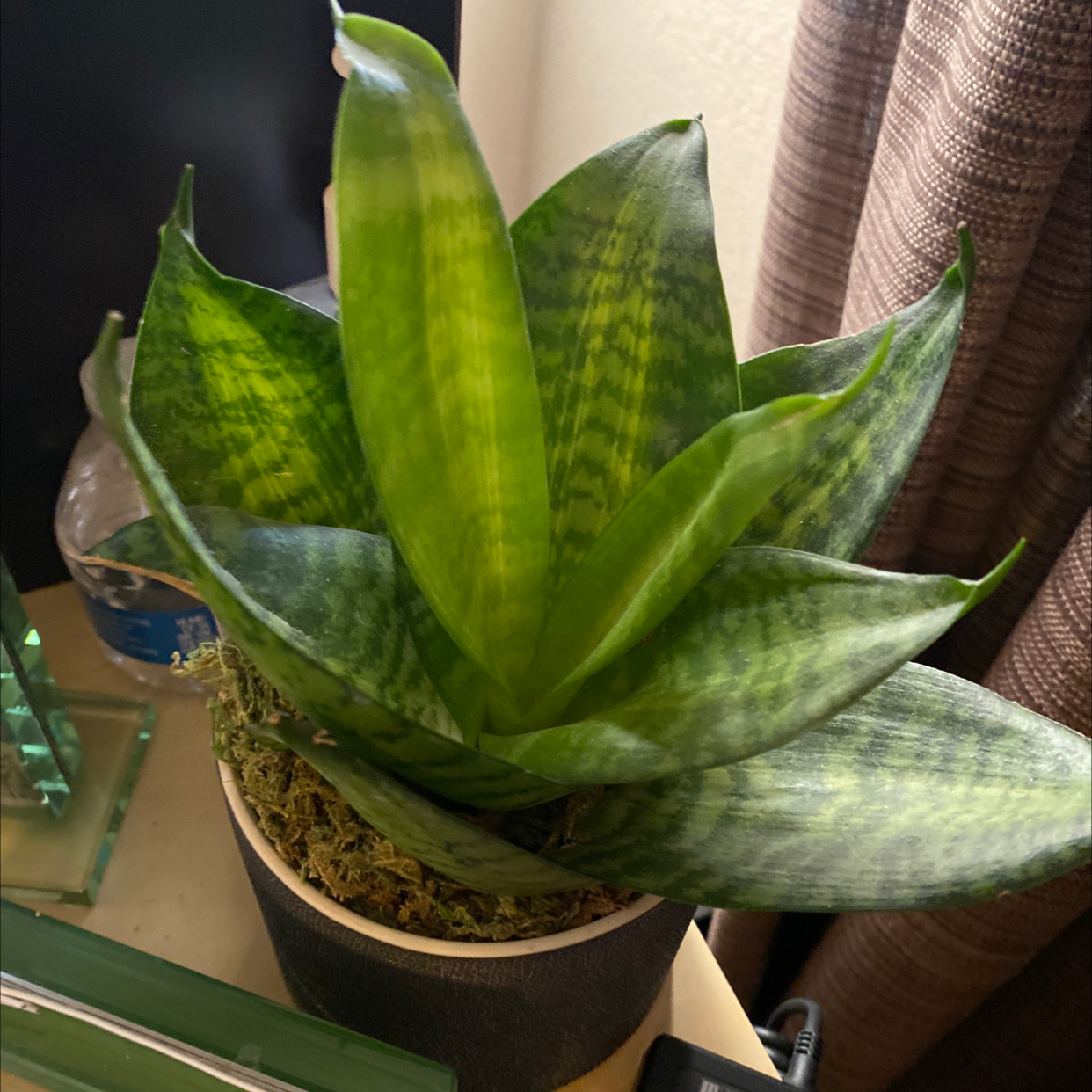 Healthy Urn Plant with vibrant green leaves in a pot.