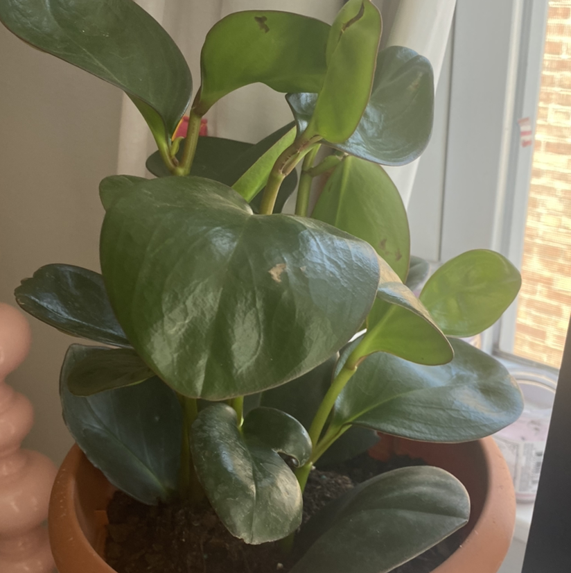Baby Rubber Plant plant photo by @itstulin named peppa! on Greg, the plant care app.
