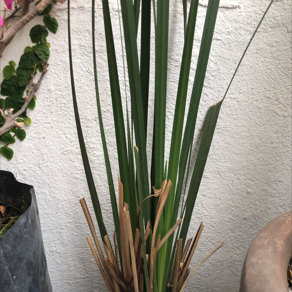 Photo of the plant species Dwarf Crested Iris by Sofía named Wall-E on Greg, the plant care app