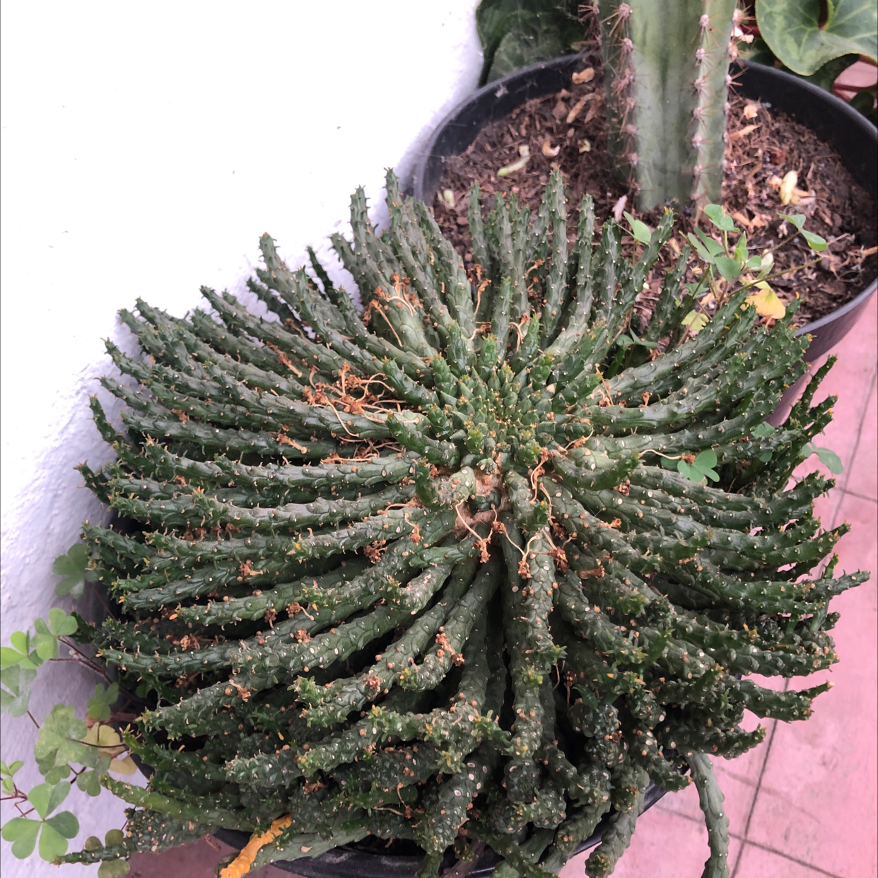 Stapelia Planiflora Jacq. succulent with spiky stems in a pot, showing some yellowing and browning leaves.
