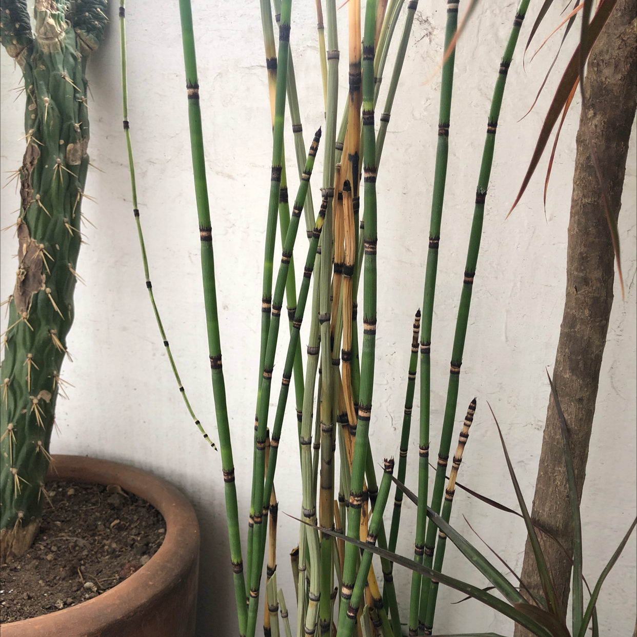 Why Are My Rough Horsetail Leaves Turning Yellow? 💛