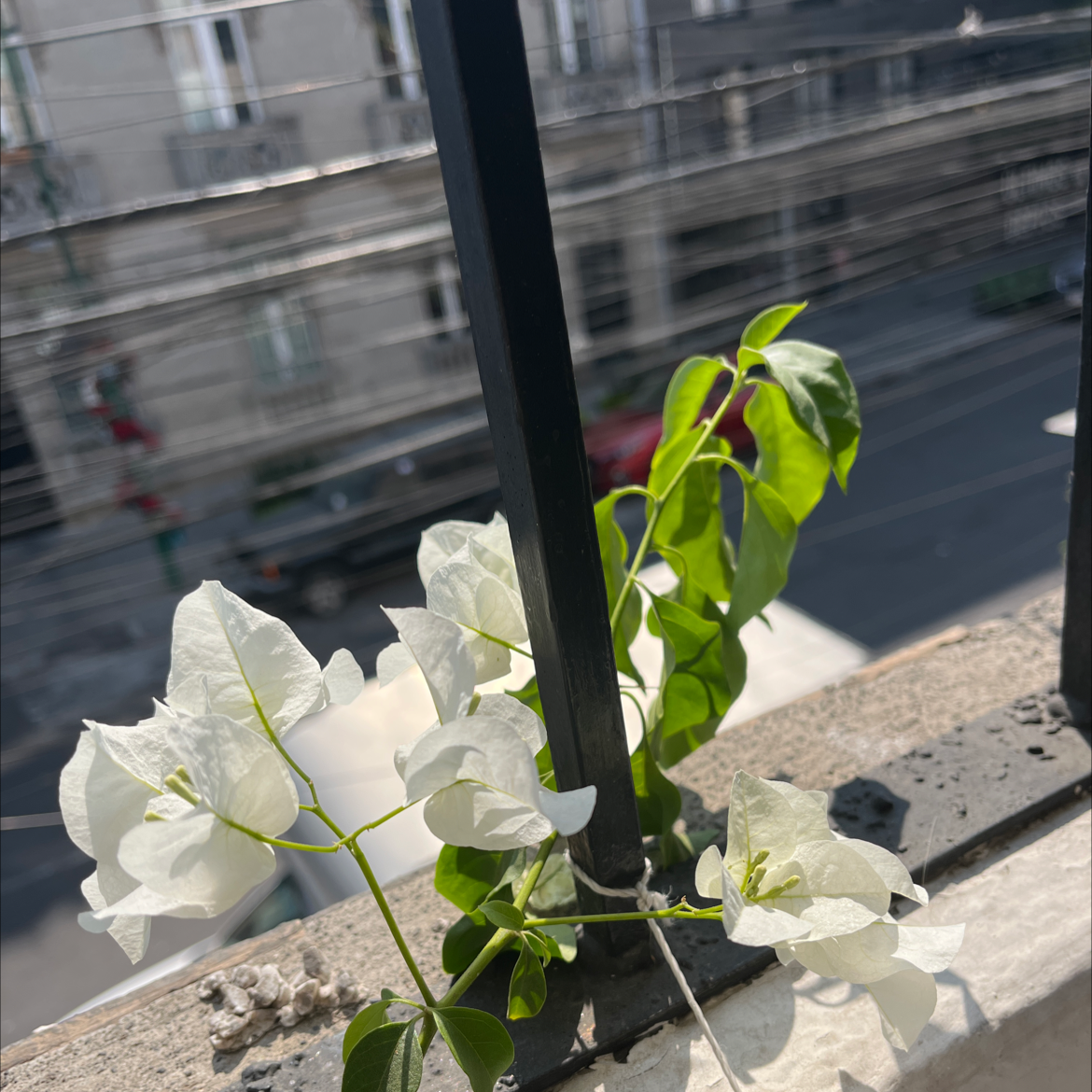 Why Is My Bougainvillea Dropping Leaves?