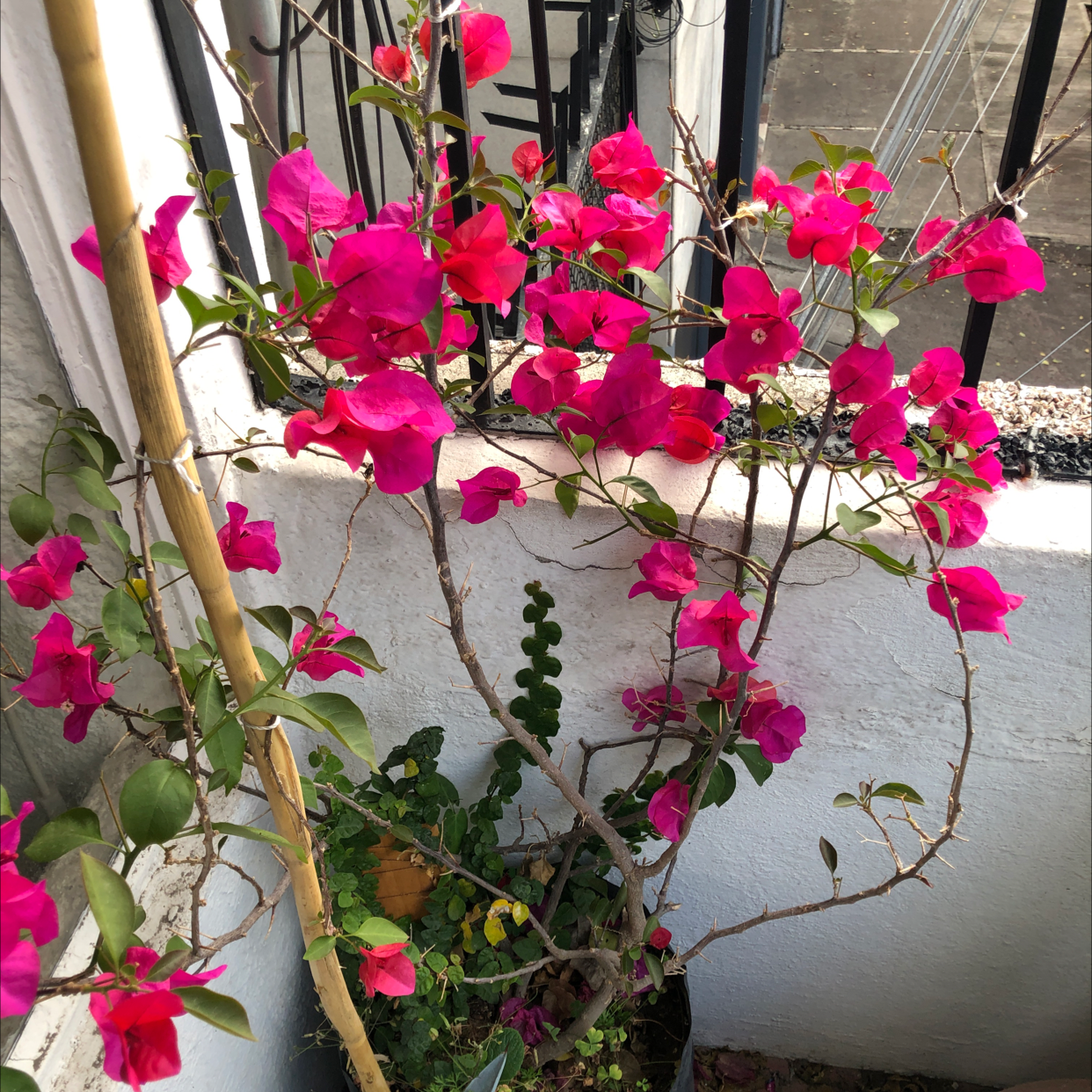 Lesser Bougainvillea plant with vibrant pink flowers in a pot against a white wall.