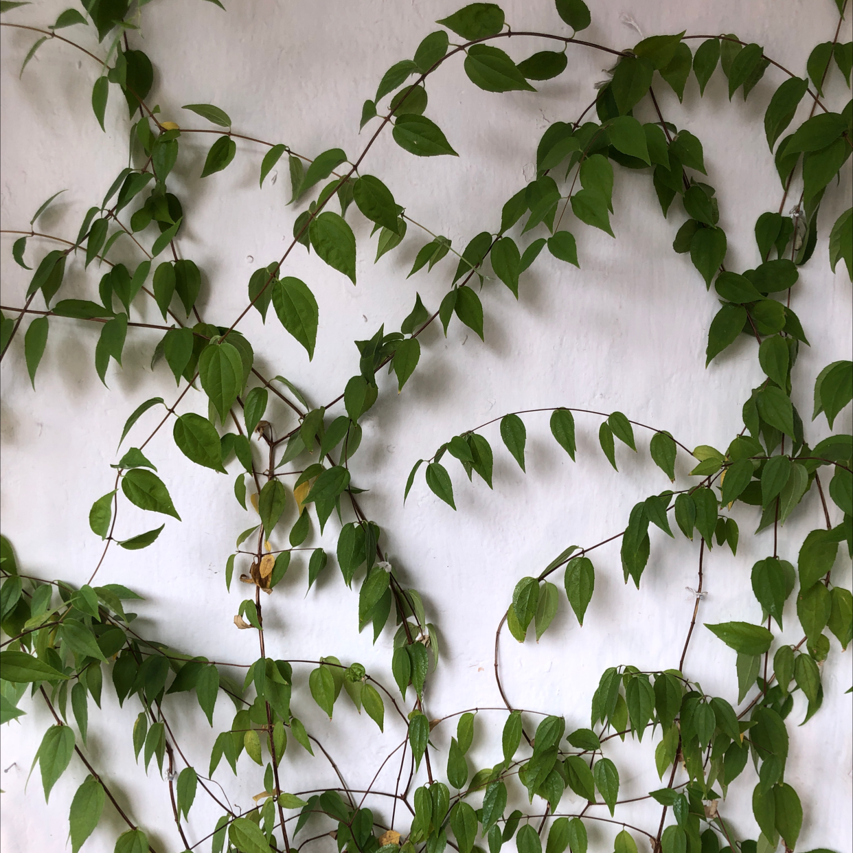 🍂 Why Are My White Jasmine Leaves Turning Yellow?