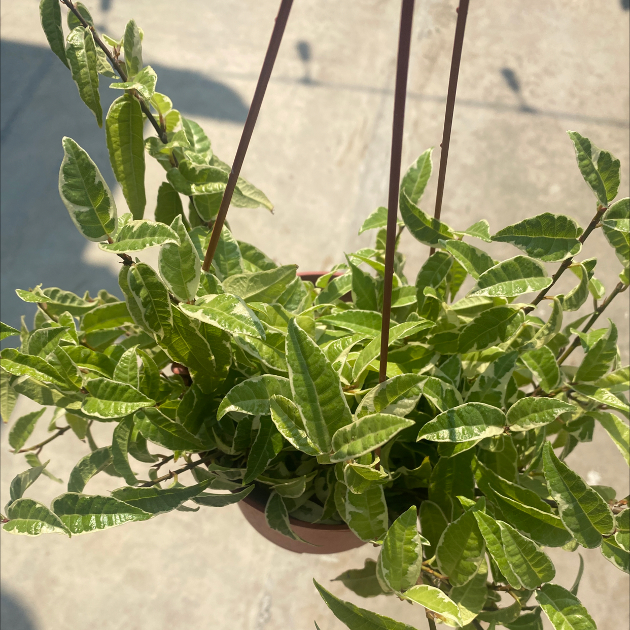 Photo of the plant species Variegated Ficus sagittata by @kyrstin named Phil Ficus on Greg, the plant care app