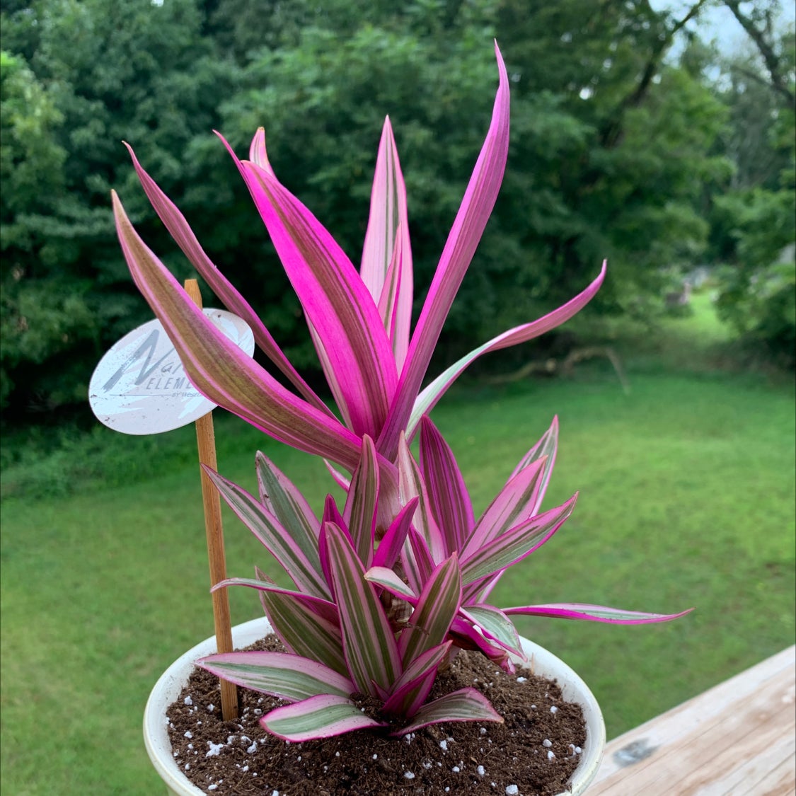 Photo of the plant species Moses-in-the-Cradle by @Jessica1234 named Silvia on Greg, the plant care app