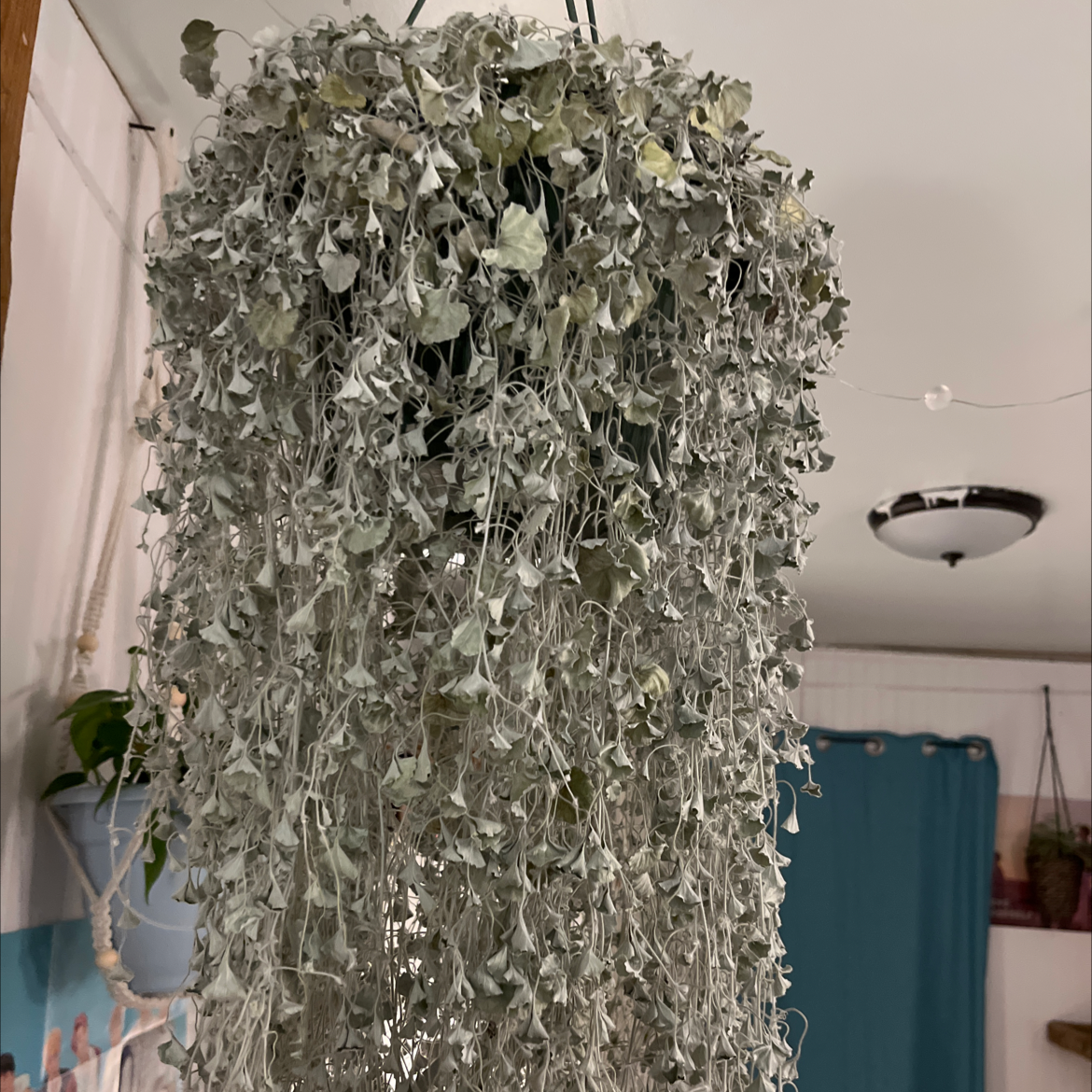 Photo of the plant species Silver Ponysfoot by @HMSbails named Your plant on Greg, the plant care app