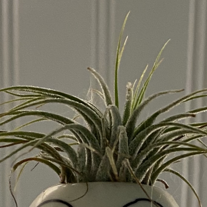 Photo of the plant species Tillandsia harrisii by @HMSbails named Franz on Greg, the plant care app