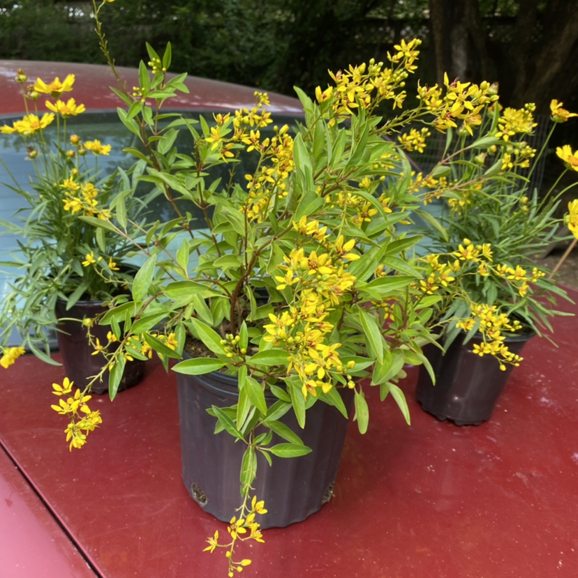 Photo of the plant species gold shower by @HMSbails named Daisy on Greg, the plant care app