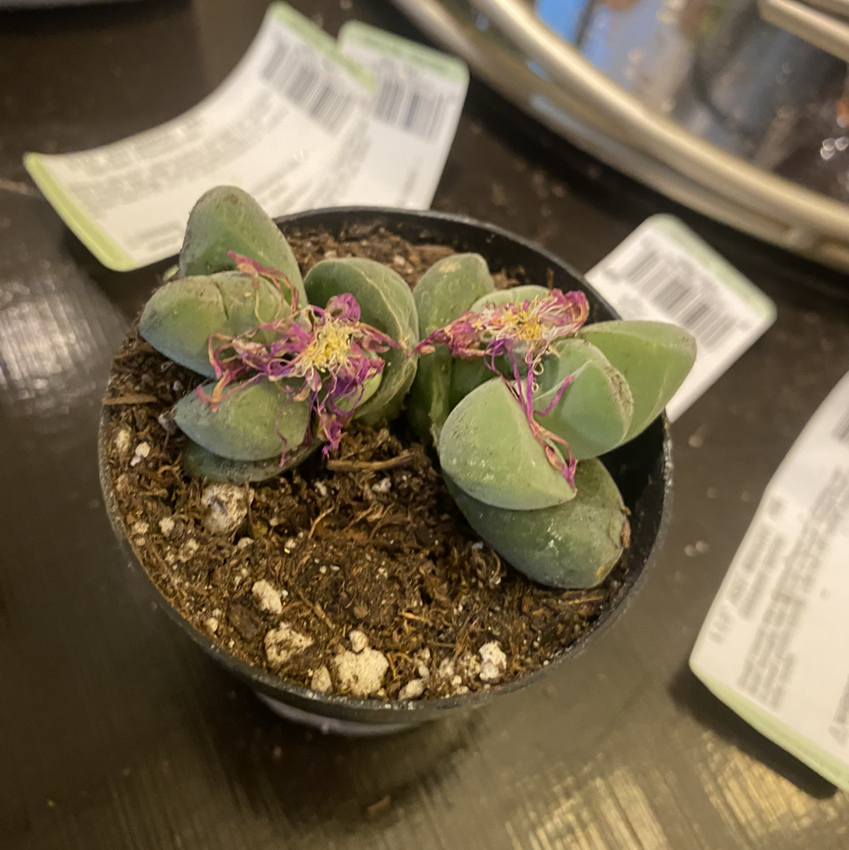 Photo of the plant species Gibbaeum heathii by Diana named Eggie on Greg, the plant care app