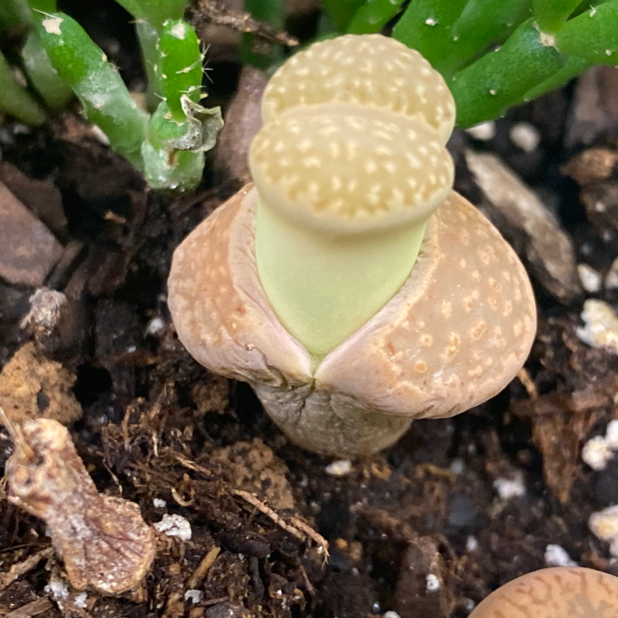 Lithops bromfieldii plant with visible soil, well-framed and in focus.