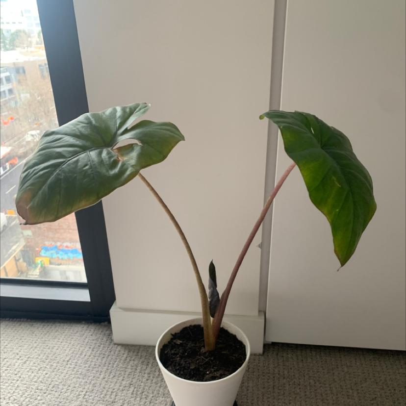 Photo of the plant species Yucatan Princess by @CarlosFlush named Scarlett on Greg, the plant care app
