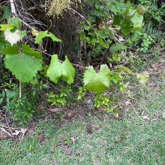 Muscadine Grape plant in Boynton Beach, Florida