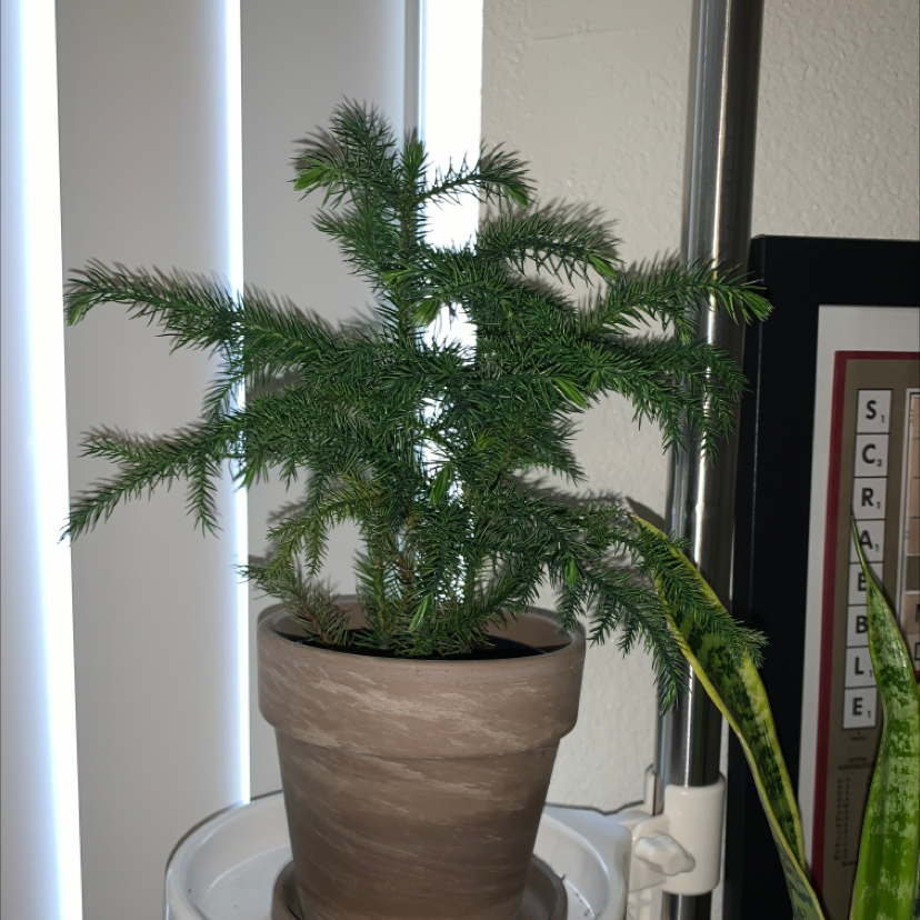 Norfolk Island Pine plant photo by @Starryeyedsky named Needle on Greg, the plant care app.